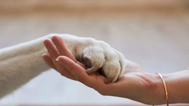 Documento de Identificação do Animal de Companhia já disponível na app gov.pt